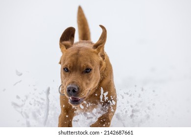 close-up of a brown labrador retriever running in deep snow in swiss winter