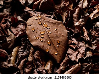 A closeup of a brown leaf in waterdrops