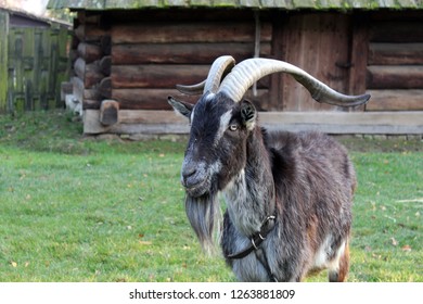 Closeup Brown Male Goat Big Curved Stock Photo (Edit Now) 1263881809