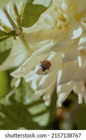 A closeup of a brown marmorated stink bug on a white chrysanthemum flower