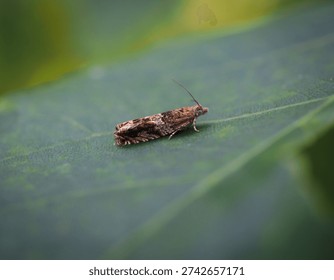 Close-up of a brown micro moth from the Tortrix family, resting on the surface of a leaf with patterned wings folded back over the body, against a natural green, blurred background in daytime. 