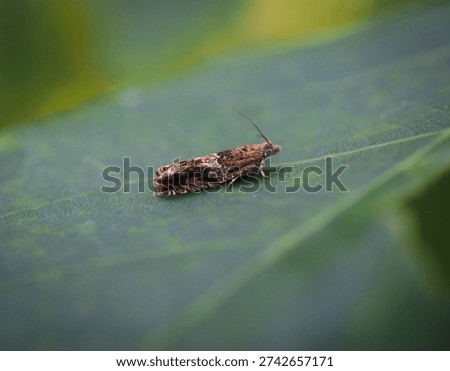 Close-up of a brown micro moth from the Tortrix family, resting on the surface of a leaf with patterned wings folded back over the body, against a natural green, blurred background in daytime. 