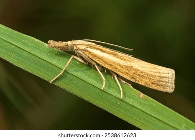 Close-up of a brown moth resting on a green leaf with a blurred background. - Powered by Shutterstock