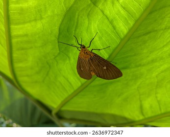 Close-up of a brown moth resting on a vibrant green leaf, showing detailed wing patterns and leaf texture - Powered by Shutterstock - Get 15% off with code: PIKWIZARD15