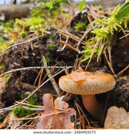 Similar – Tannenzäpfle Mushroom