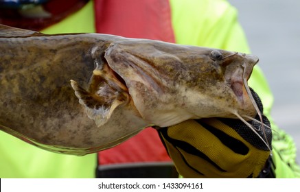 A closeup of a brown olive colored flathead catfish fish head and pectoral fins being held horizontally by a gloved hand