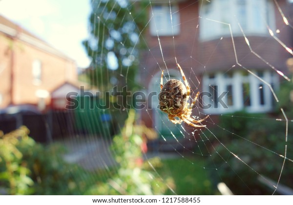 Closeup brown orb spider on wide cobweb in\
front garden, one side of frame. Sun light shines on spider body\
& some webs. Space to add text on blurry web, green bush tree,\
driveway, house in\
background