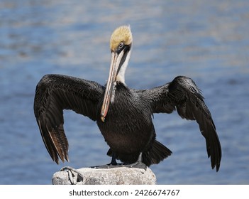 Close-up of a Brown Pelican Perched on a Post Drying Wings - Powered by Shutterstock