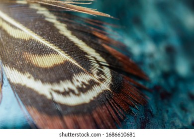 Closeup of brown Pheasant feather - Shutterstock ID 1686610681