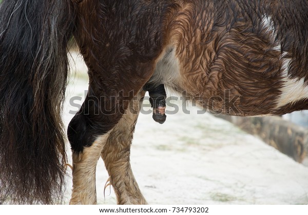 Cock pics horse 