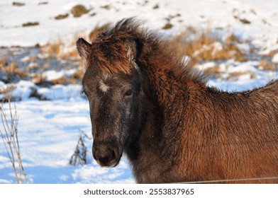 A closeup of a brown pony on a meadow in winter - Powered by Shutterstock