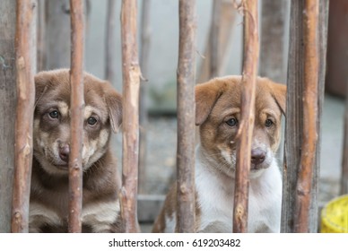 Closeup brown puppy in wood cage background