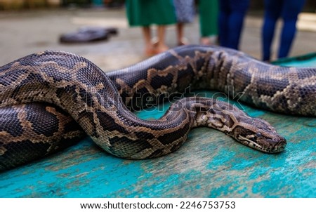 Close-up of brown python snake, side view, entangled on itself, laid on a turquoise surface