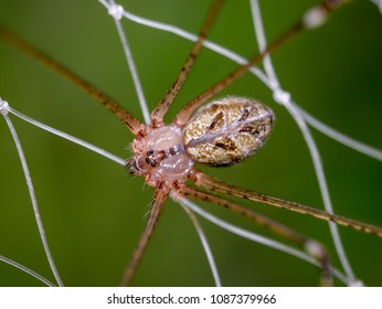 Close-up Of A Brown Recluse Spider