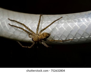 Close-up Of A Brown Recluse Spider