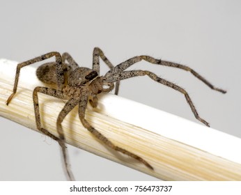 Close-up Of A Brown Recluse Spider