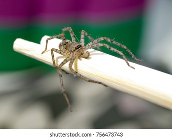 Close-up Of A Brown Recluse Spider