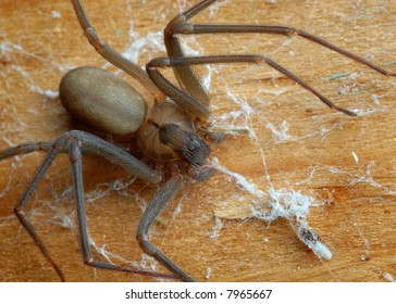 Close-up Of A Brown Recluse Spider