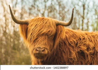 Long Hair Bull Images, Stock Photos & Vectors 