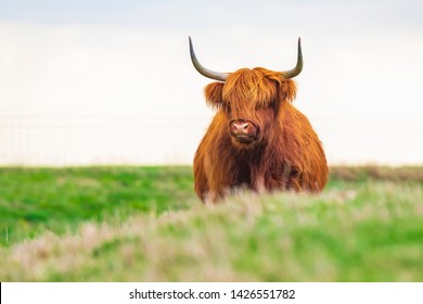 Closeup Brown Red Highland Cattle Scottish Stock Photo 1426551782 ...