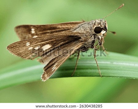 Close-up of a brown skipper butterfly, likely Parnara ganga, resting on a green leaf.