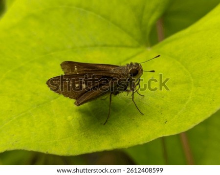 Close-up of a brown skipper butterfly (possibly Pelopidas mathias or Borbo cinnara) with white spots on a bright green leaf.