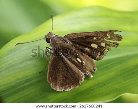 A close-up of a brown skipper butterfly resting on a green leaf, showcasing its worn wings and large eyes. This macro butterfly photo captures nature’s tiny survivor in detail