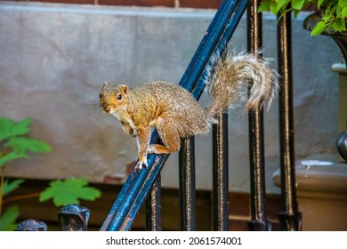 Close-up Of Brown Squirrel Walking On Handrail In Urban Neighborhood