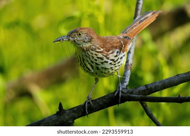 Closeup of a Brown Thrasher Perched on a Branch with an Insect in Its Beak.