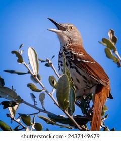 Closeup of brown thrasher singing in tree top