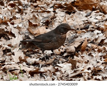 Closeup brown thrush scanning leaf litter, alert gaze and upright posture, textured feathers contrasted