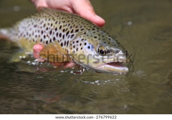 Closeup of brown trout\
caught by fisherman