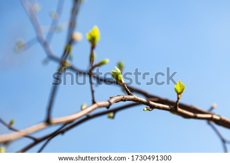 A close-up of a brown vine of a raspberry bush with blooming buds and sprouting green bright jagged leaves against a clear blue sky. Spring awakening of nature.