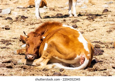 A Close-up Brown And White Cow Takes A Power Nap In The Meadow. Dairy And Agriculture Concept.