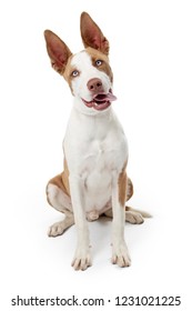 Full Body Dog High Res Stock Images Shutterstock