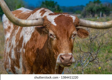 Closeup Of Brown And White Texas Longhorn Steer