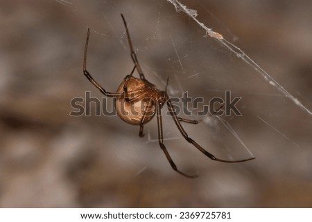 Closeup of the Brown Widow or House Button spider, Latrodectus geometricus (Araneae: Theridiidae), a medically important and invasive species photographed in its biotope on Cyprus.