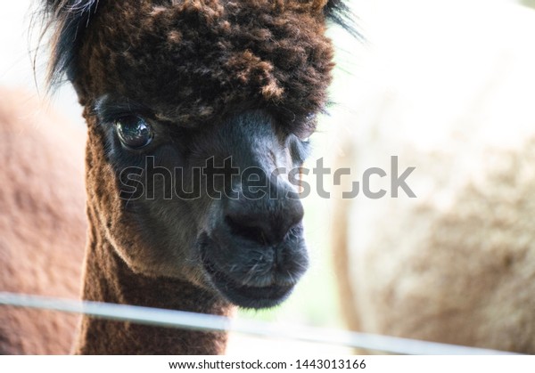 Closeup Brownblack Short Haired Alpaca Peering Stock Photo Edit