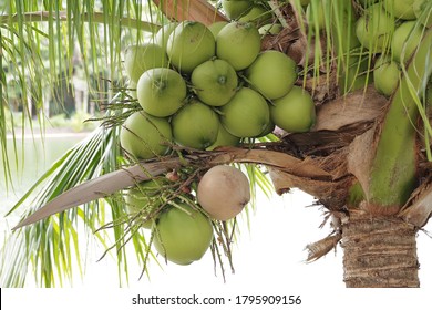 Close-up of a brown-husked coconut with a bunch of young, green-husked coconuts on a coconut tree in an agricultural plantation. Focuses on the old coconut with brown shell, suitable for design use.
