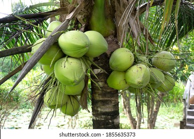 Close-up of a brown-husked coconut tree with a bunch of young and fresh green coconuts in an agricultural plantation. 