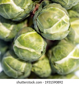 Closeup Of Brussels Sprouts In Winter Field With Snow