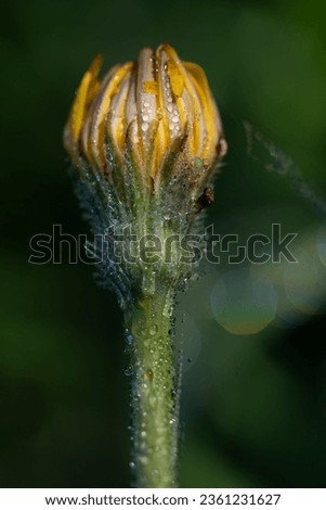 Similar – Image, Stock Photo A still closed dandelion flower.