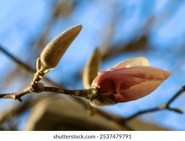 A close-up of a budding magnolia flower with soft, fuzzy texture against a clear blue sky, capturing the delicate beauty of spring in natural light - Powered by Shutterstock