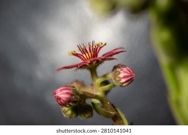 Close-up of a Budding Succulent