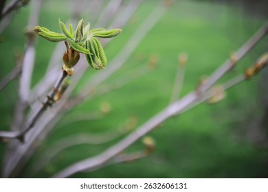 Close-Up of Budding Tree Branch in Spring with Green Background