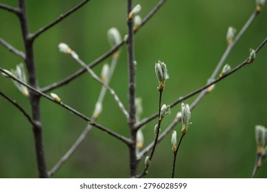 Close-up of budding tree branches with fresh green leaves in soft focus.