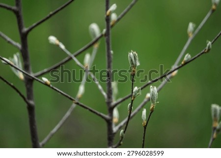 Close-up of budding tree branches with fresh green leaves in soft focus.