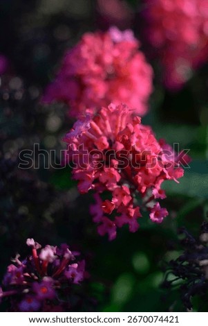 Close-up of a Buddleja Candy Little Ruby (Buddleja davidii)