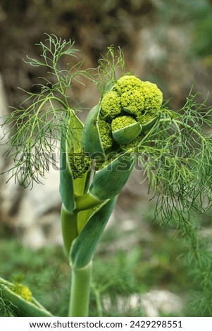 Closeup of buds, sepals and receptacles of Ferula communis, giant fennel, common in Mediterranean countries