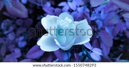 Similar – Image, Stock Photo be blue Nature Plant